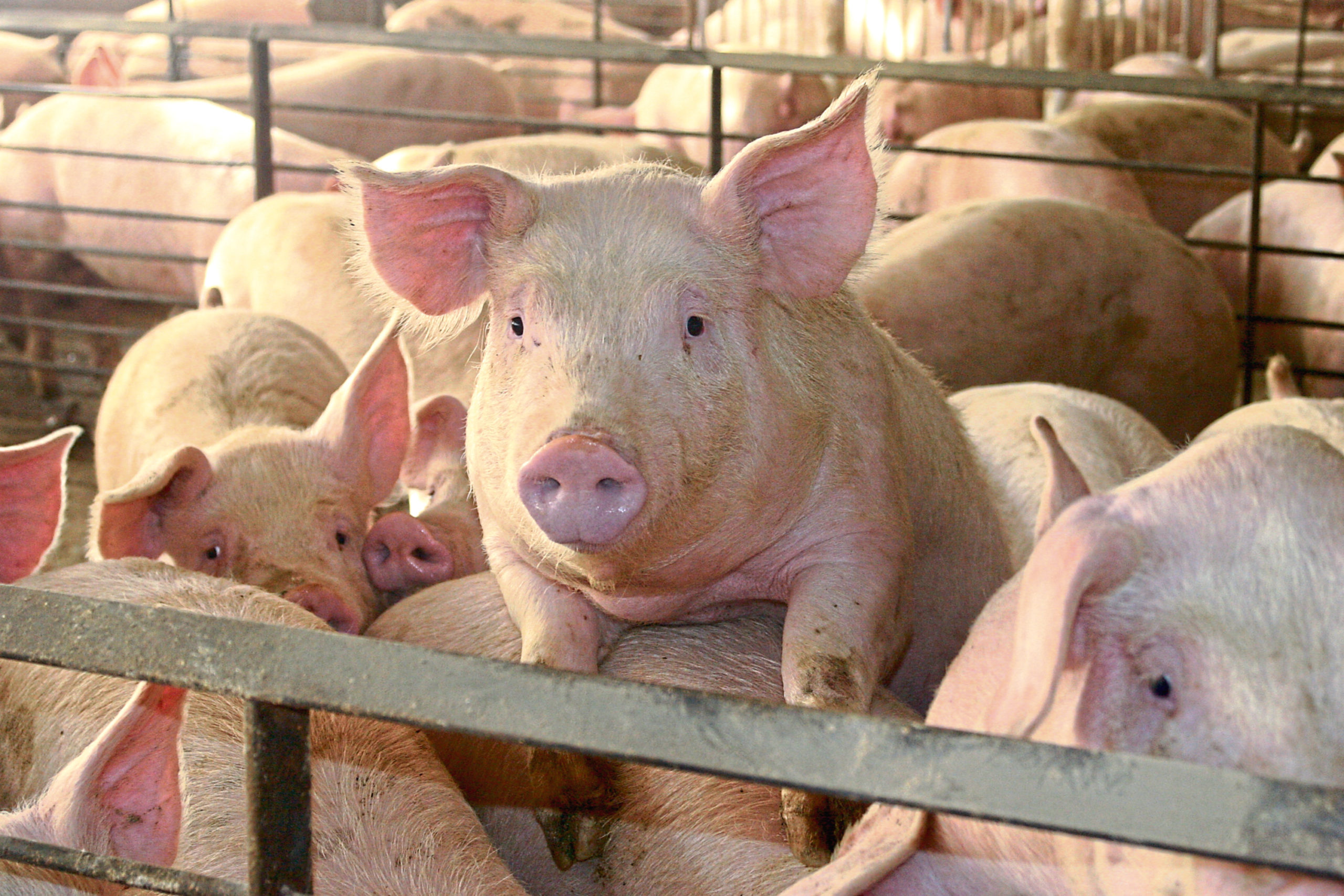 African swine fever is the highest risk to the pig sector.