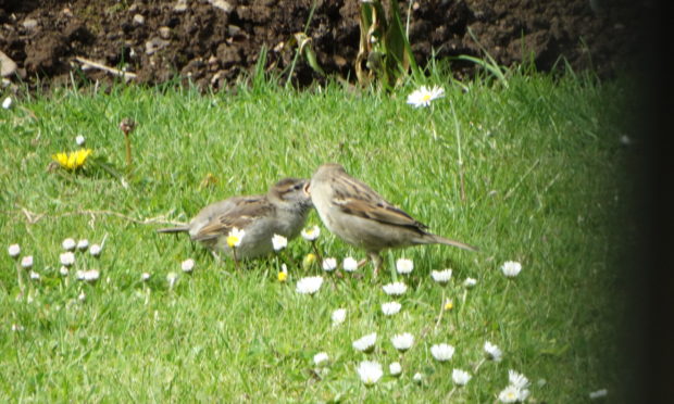 Fledgling sparrow being fed by its parent.