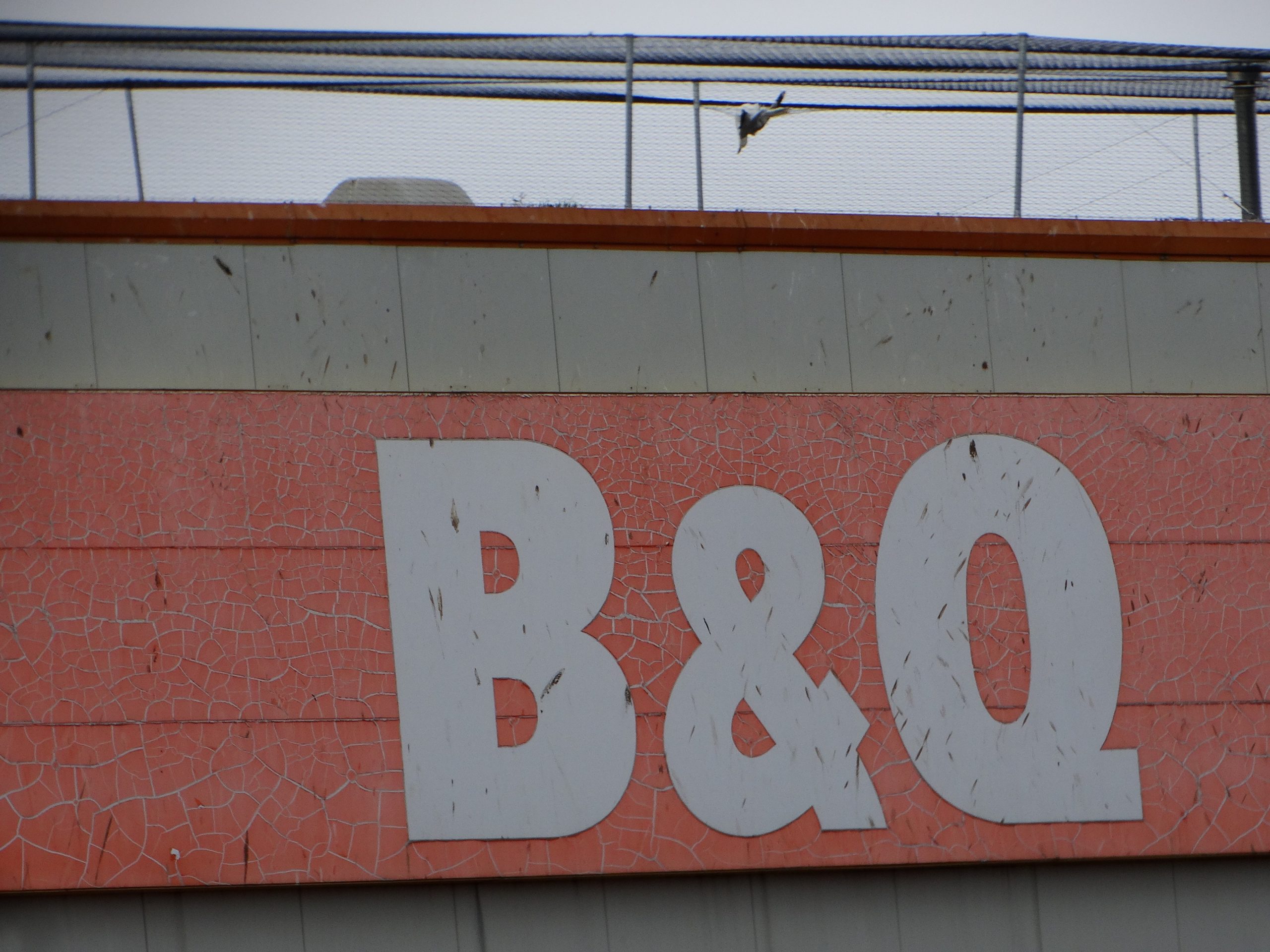 Birds trapped on B&Q Arbroath's roof.