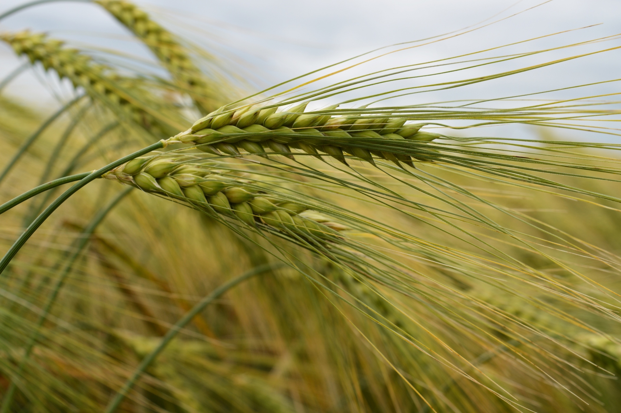 There are hopes a gene variation discovery will have a significant economic impact for barley.
