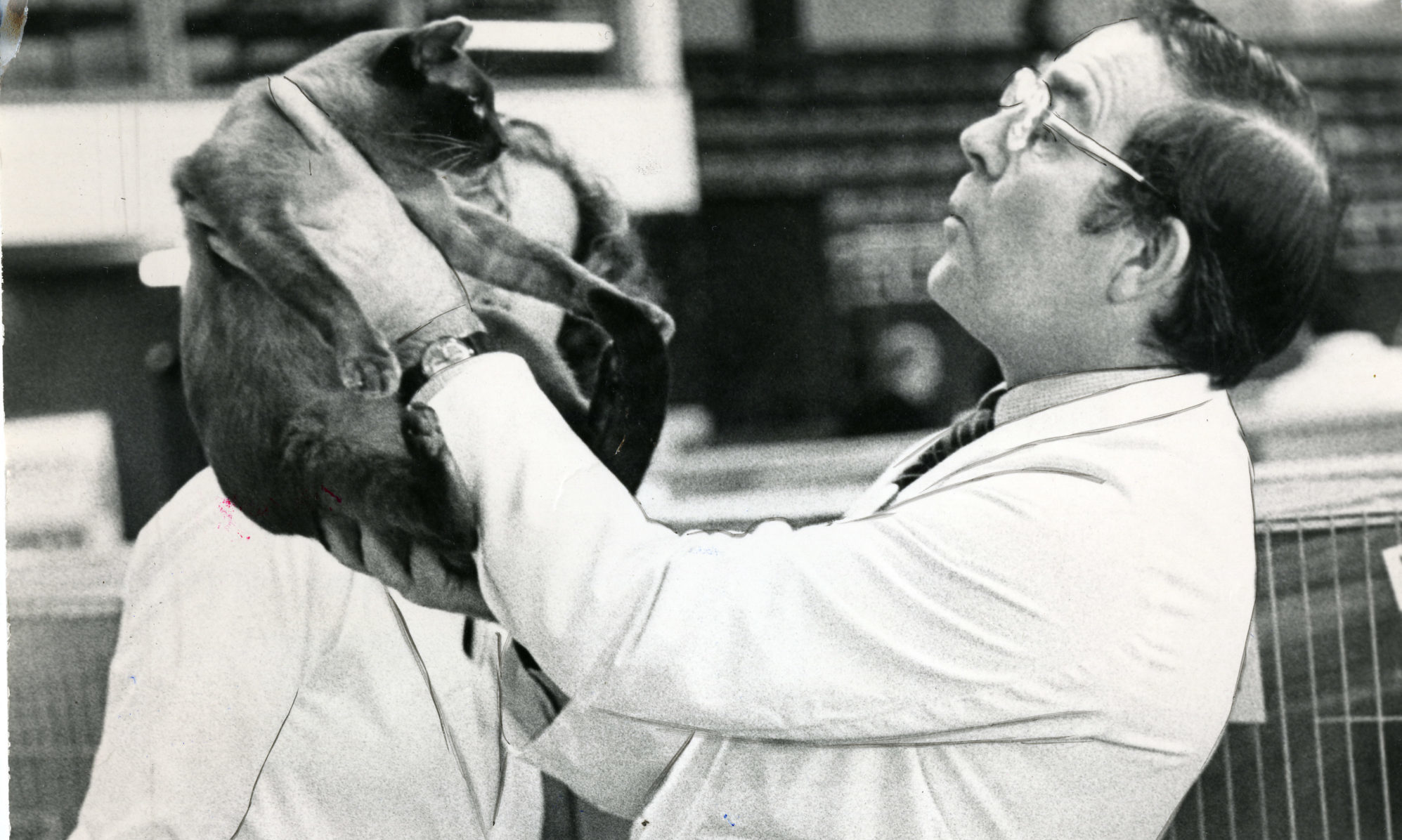 A Burmese cat comes under scrutiny at the Nor' East of Scotland Cat Show at Dundee Ice Arena on May 11 1981.