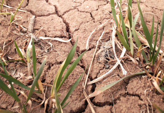 Crops are at the mercy of ‘enormous changes to normal weather patterns’ and as sowing and growing conditions continue to be less than optimal,