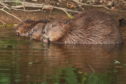 Permission was granted to kill scores of beavers in Tayside last year.