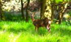 Deer roaming about Camperdown park Dundee