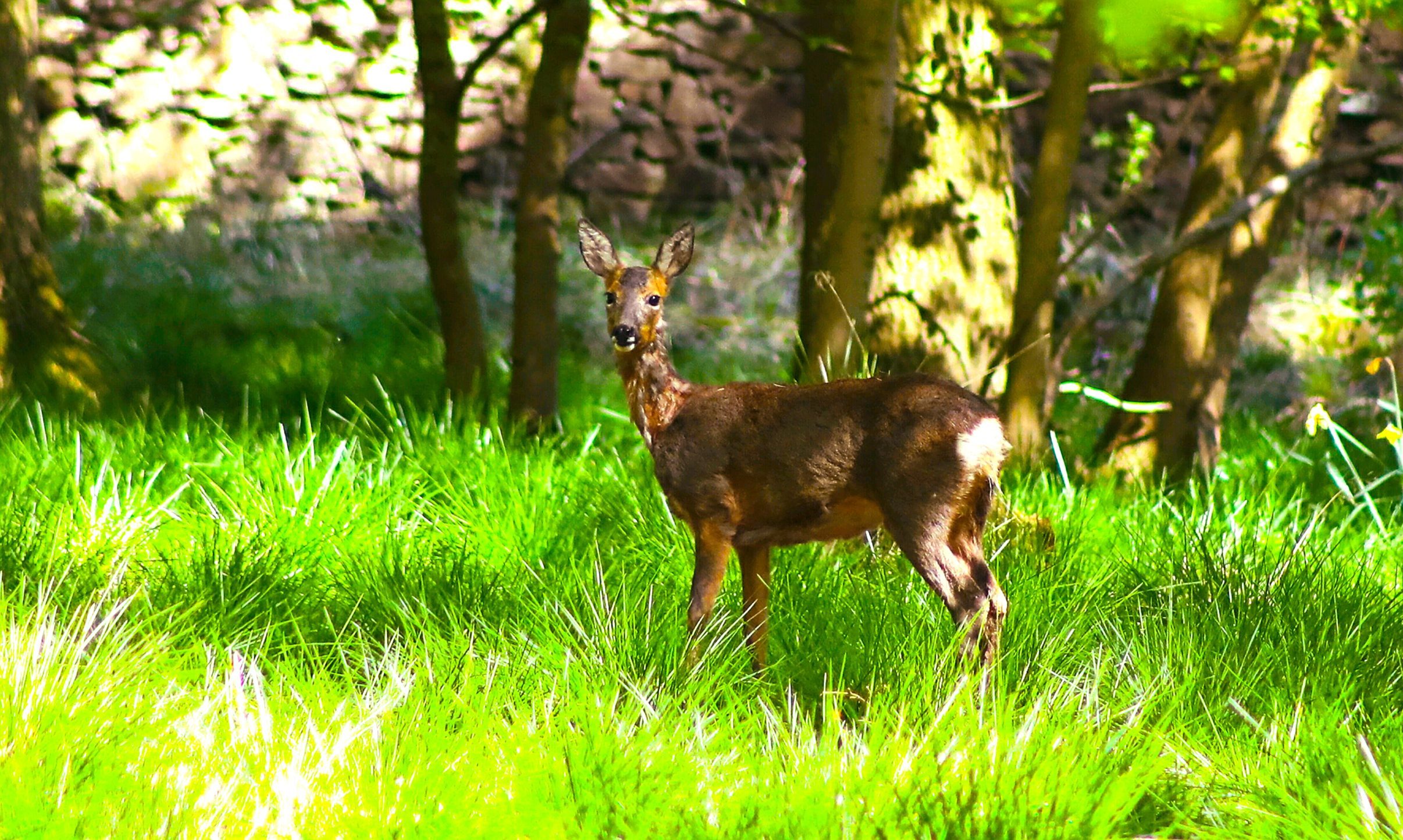 Deer roaming about Camperdown park Dundee