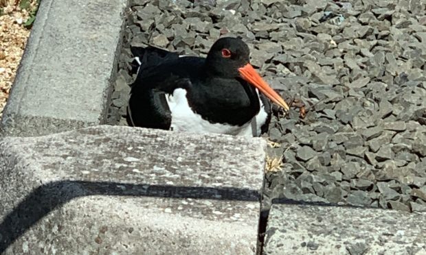 One of the oystercatchers on the nest.