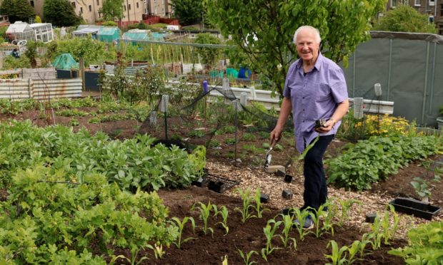 John plants his sweet corn May 2020