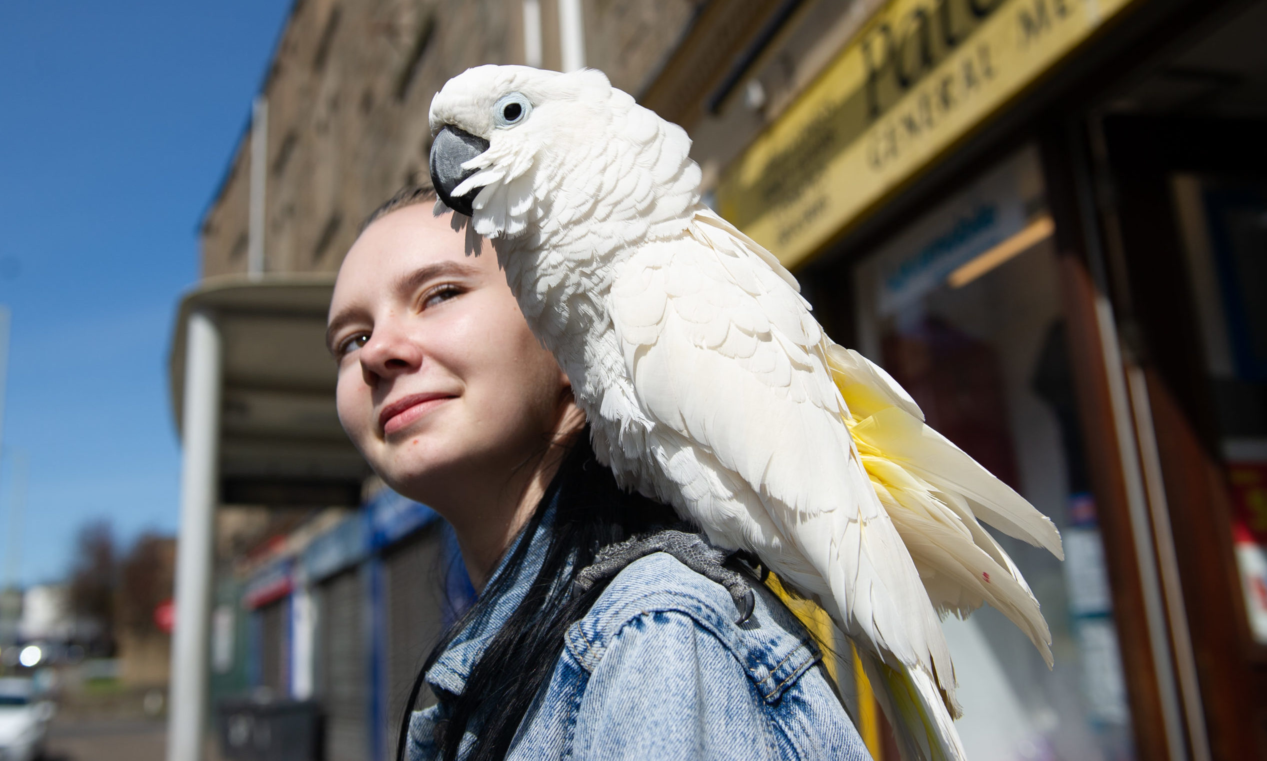 Tayside Cleaning Solutions, Terry O'Shea brings his parrot 'Shortie' to work every day - Nicole Hamilton meets Shortie.