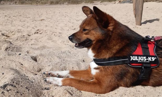 Romanian street dog Ruben enjoys the beach near his new home in Kinghorn.