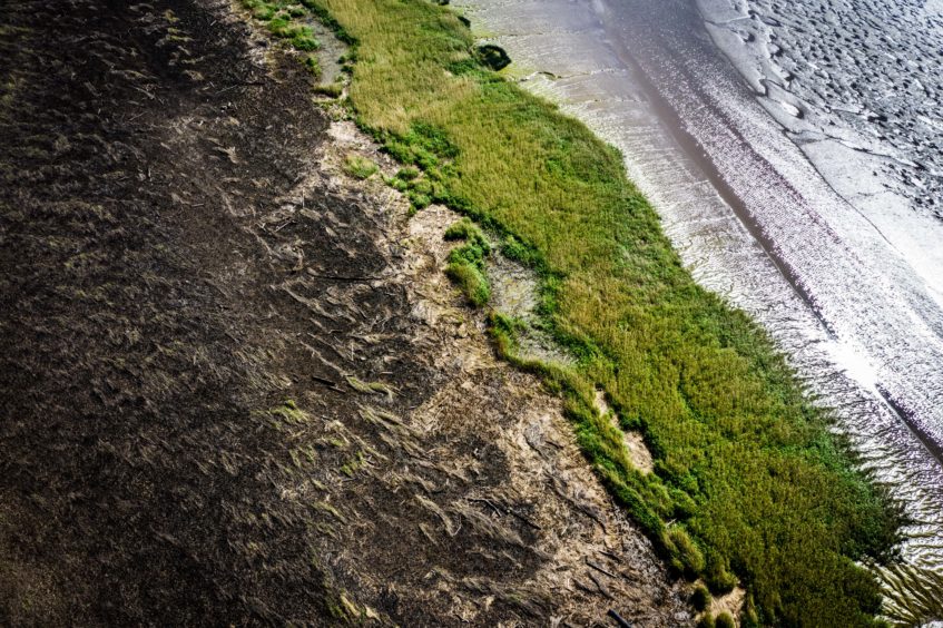 The reed bed is regrowing. Drone footage and stills by Steve Brown.