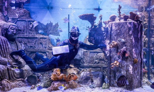 Diver Kate Cooper cleaning the tropical marine tank at Deep Sea World.