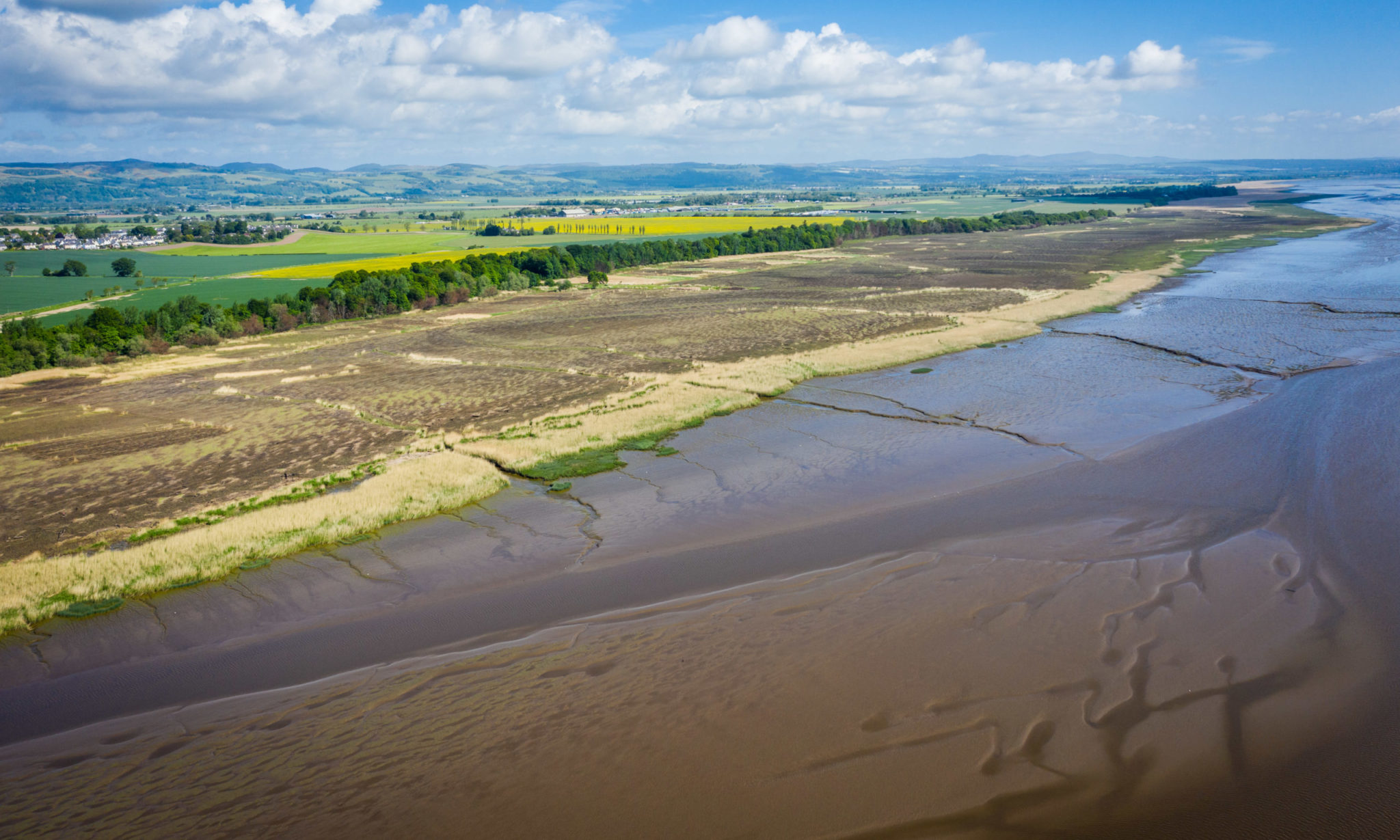 Tay Reed VIDEO: New footage shows life returning to River Tay reed beds just one ...