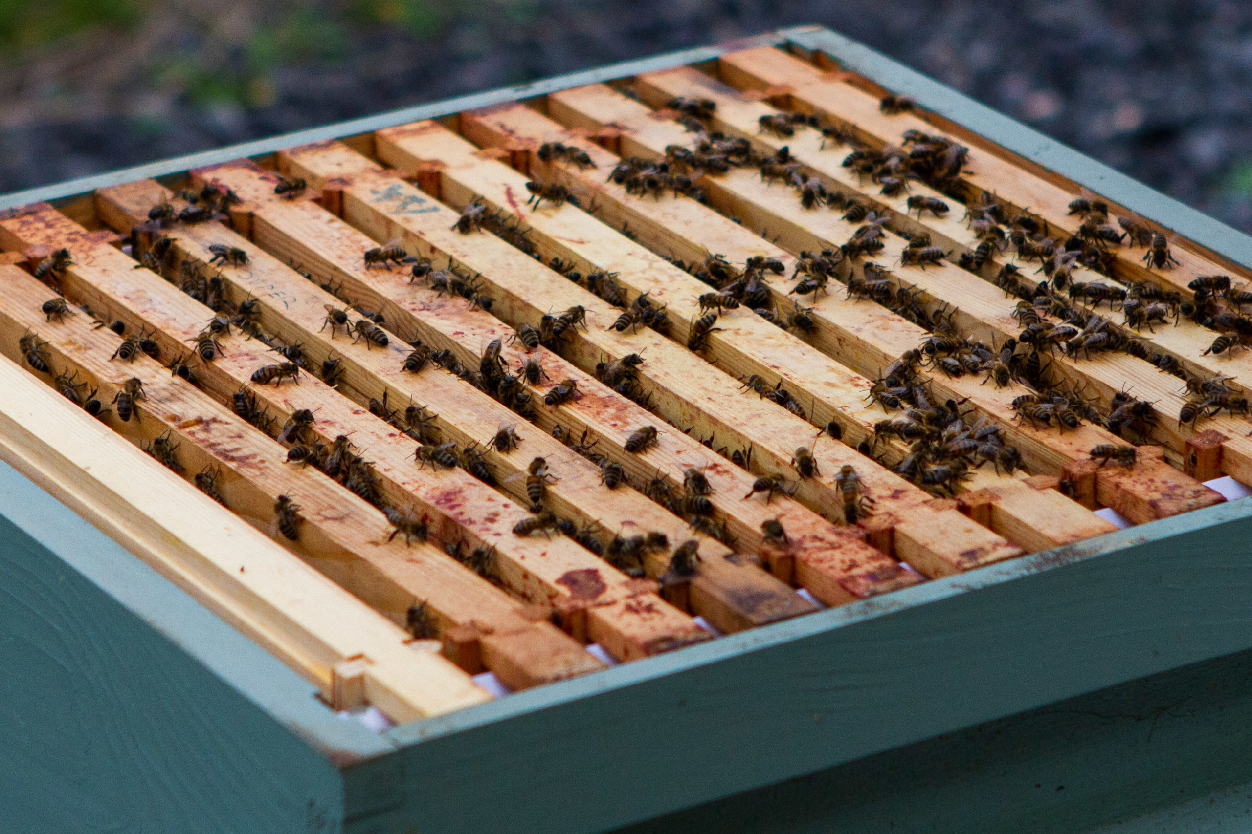Infected beehives were found at a Perthshire apiary.