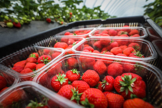 Most Scottish fruit growers hope to get their usual seasonal workers by the middle of June.