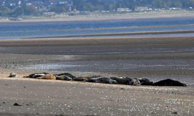 Seals at Tentsmuir Point.