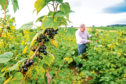 Dundee blackcurrant farmer, Andrew Husband, inspects the berries he is growing for Ribena. Picture provided by the James Hutton Institute.