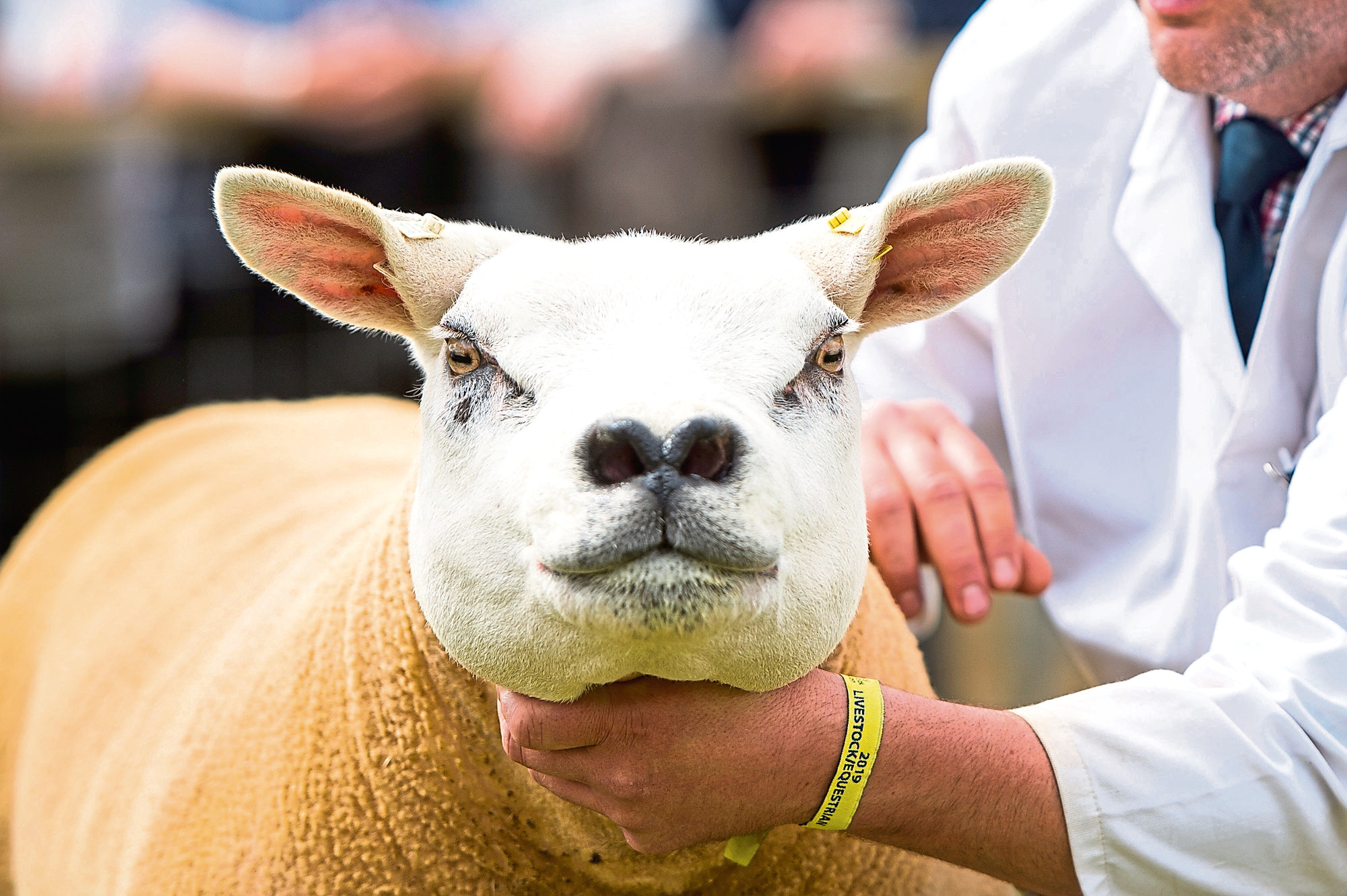 The event will provide a platform for sheep breeders across Scotland to showcase their finest animals.
