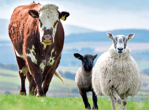 cattle and sheep picture submitted by Quality Meat Scotland (QMS).