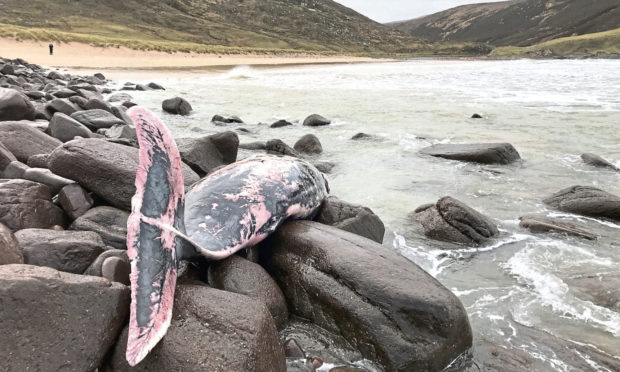 The female True's beaked whale was found at Kearvaig Bay in Sutherland.
