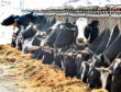 Change could be coming to the British dairy sector.