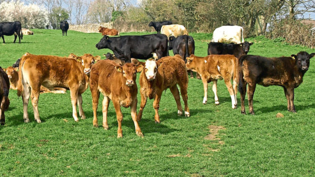 Scottish calf registrations have increased by 5%.