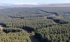 Badvoon Forest, a 728-hectare commercial conifer forest, which is on the market for offers over £5,750,000.