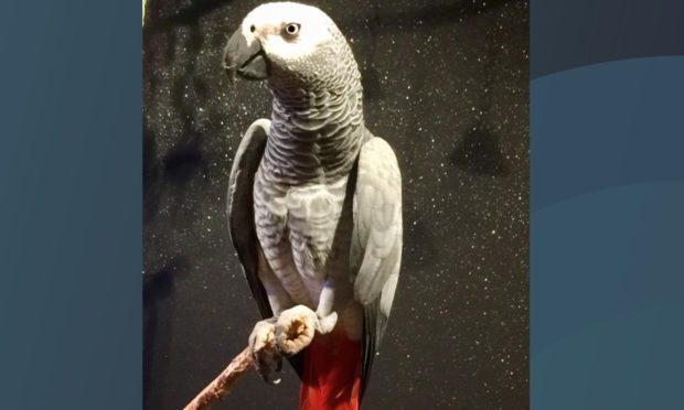 Bandit the Congo African Gray