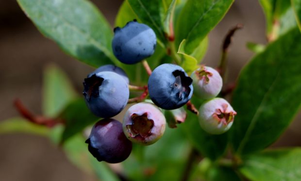 Blueberries July 2018