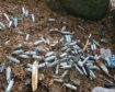Scores of discarded canisters were left dumped at the Fife beauty spot.