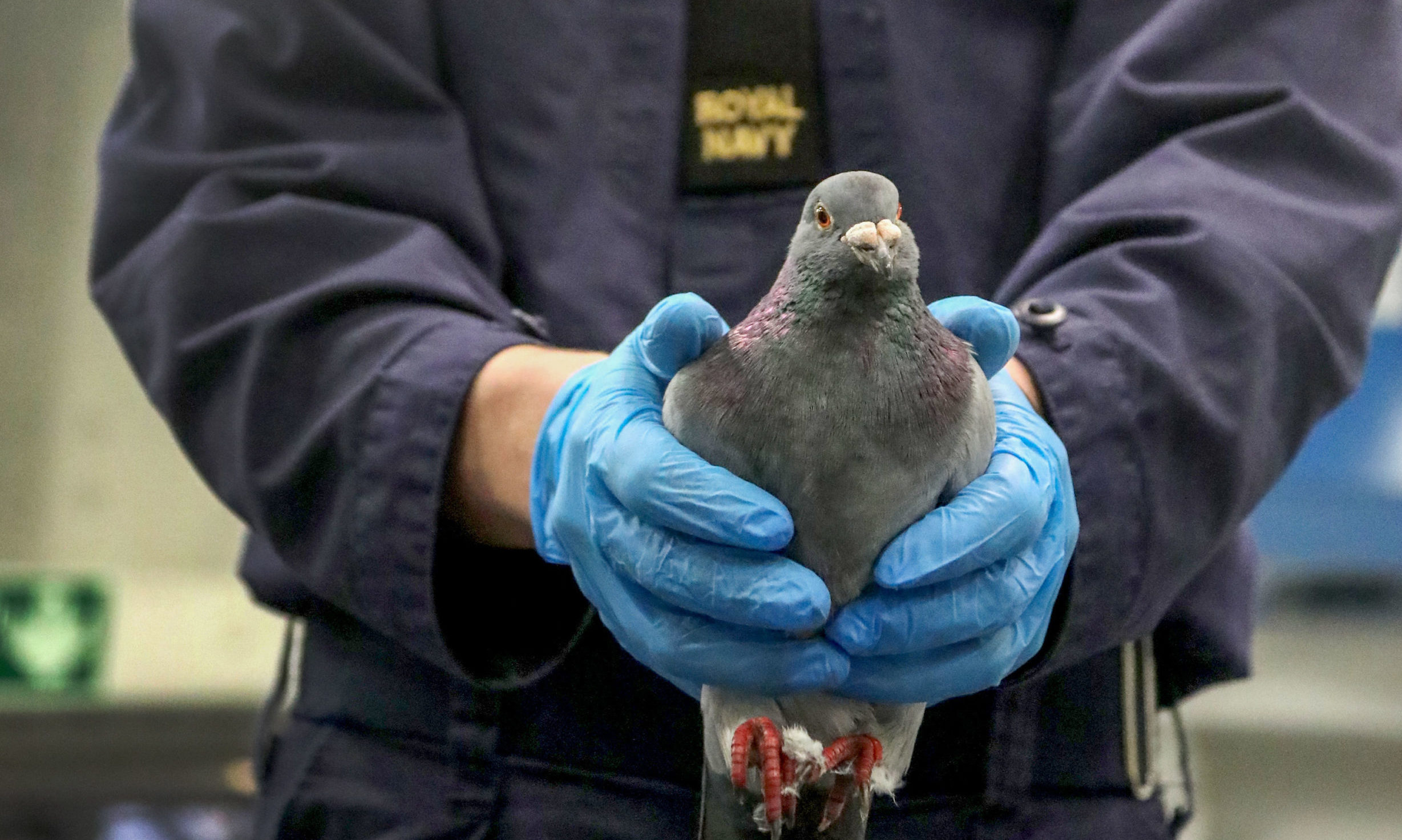 The pigeon, confused and exhausted, landed on the flight deck of the HMS Queen Elizabeth.