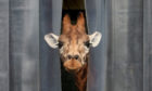 A giraffe pokes its head out from its enclosure at Blair Drummond Safari Park, near Stirling, which reopens today as part of Scotland's phased plan to ease out of the coronavirus lockdown. PA Photo. Picture date: Monday June 29, 2020. See PA story HEALTH Coronavirus. Photo credit should read: Andrew Milligan/PA Wire