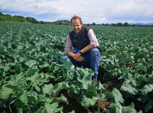 ESG agronomist James Rome hopes trial tests on fields of brassicas will help maximise local growers’ crops.