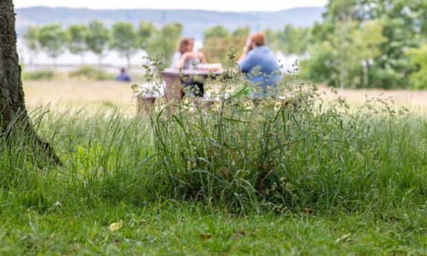 Long grass at Magdalen Green, Dundee, where a biodiversity zone has been created.