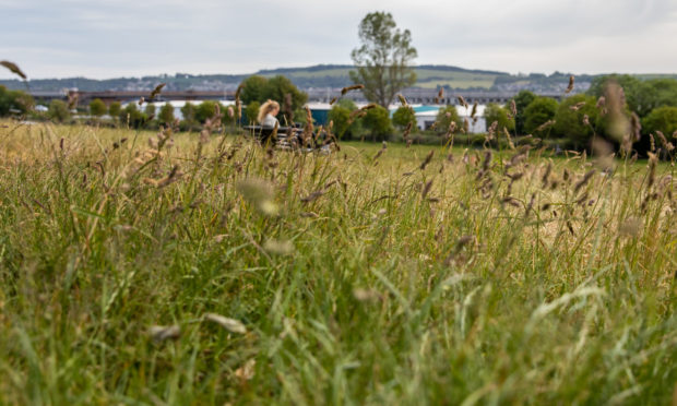 An uncut area in Magdalen Green.