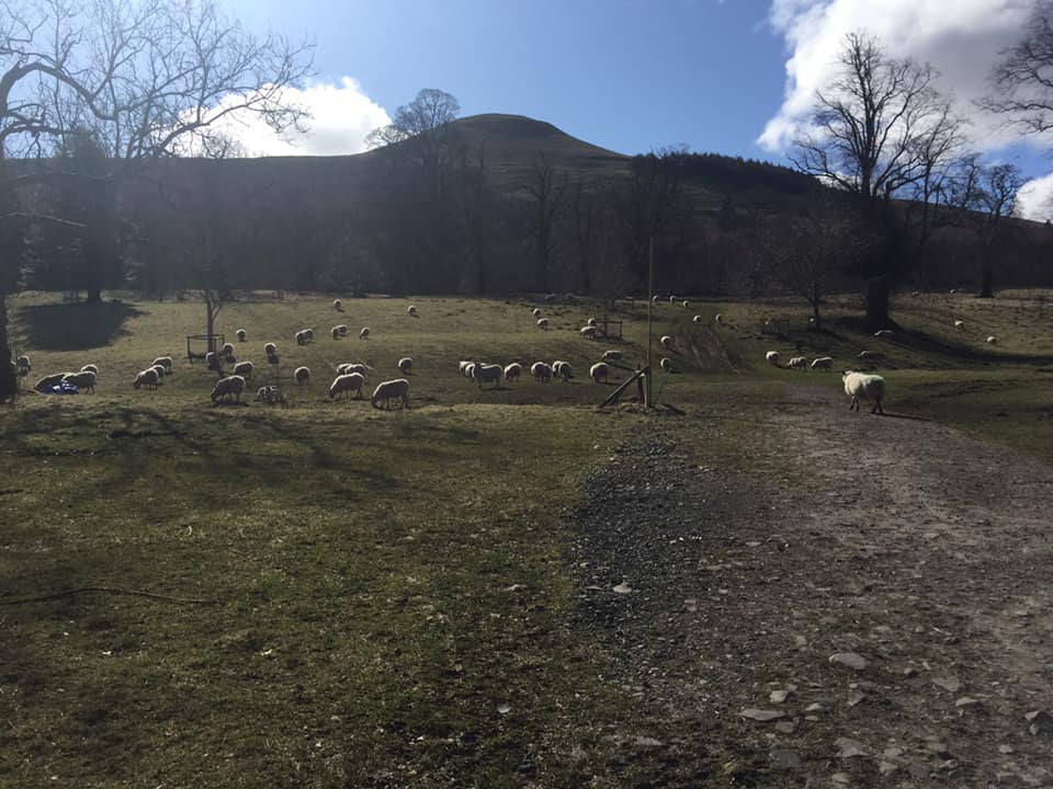 Sheep and lambs at the Falkland Estate outside Falkland, Fife