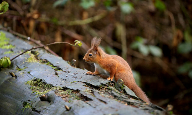 Red squirrel. Pic: Keilidh Ewan.