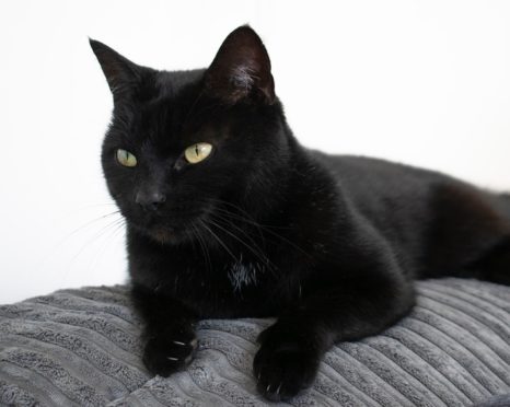 The Connolly family's pet cat Lola had to be put to sleep following a suspected poisoning.