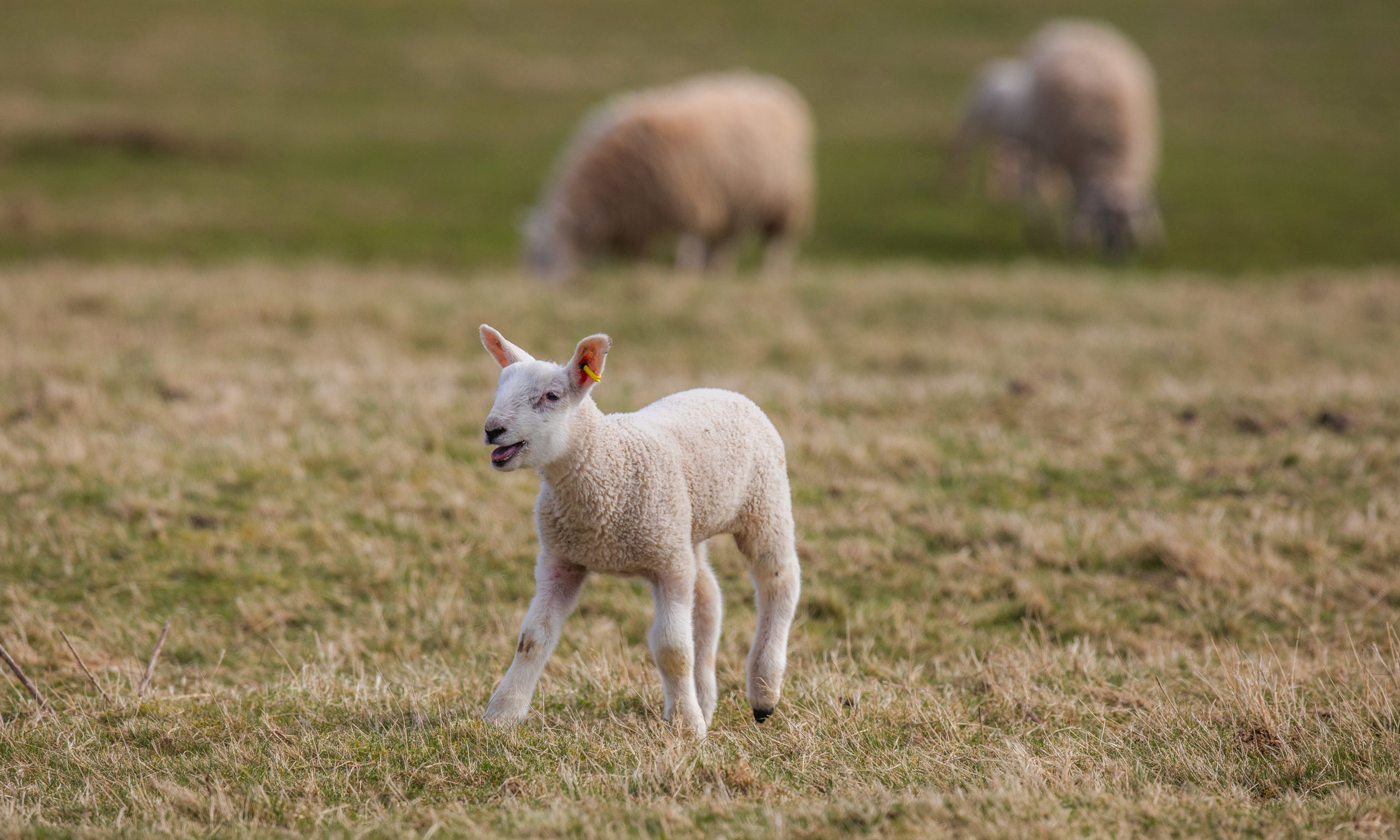 Courier News, unknown reporter Story, CR0020696 Coronavirus / COVID-19 / lockdown -- Picture of the day options -- scenics. Picture shows spring lamb in a field near Forteviot / sheep -- Fields by Forteviot - Friday 3rd April 2020  Pic Credit - Steve MacDougall / DCT Media