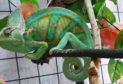 Igor the Yemen Chameleon escaped from its owner's Fife home.