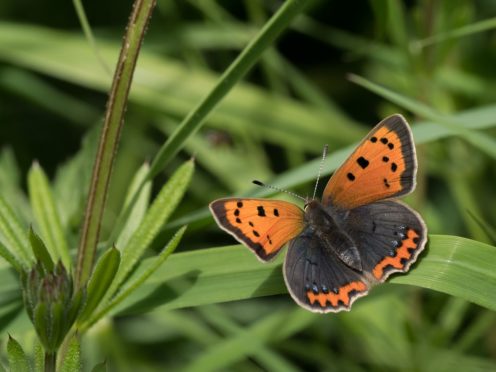 The small copper.