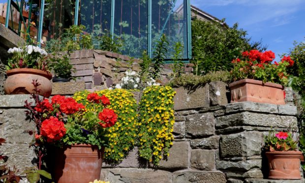 Summer flowers in pots