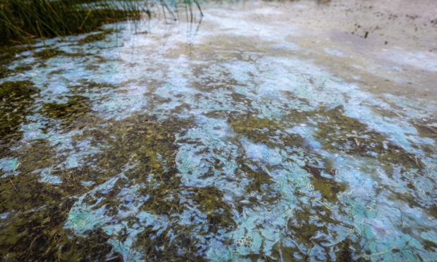 The toxic algae was also found at Loch Leven in June.