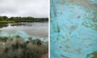 Toxic algae has appeared in Loch Leven,