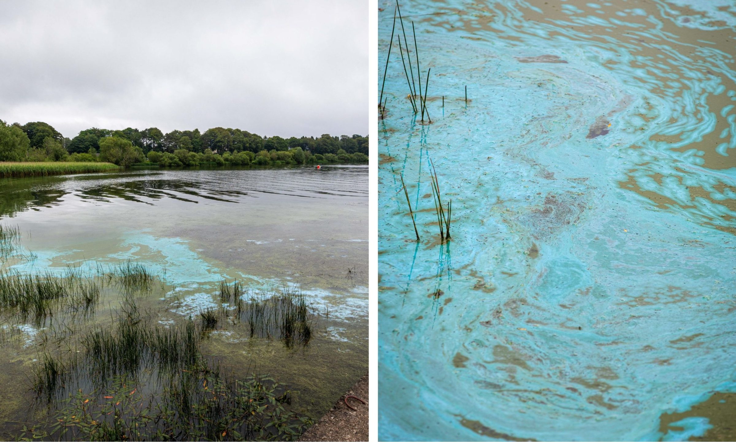 Toxic algae has appeared in Loch Leven,