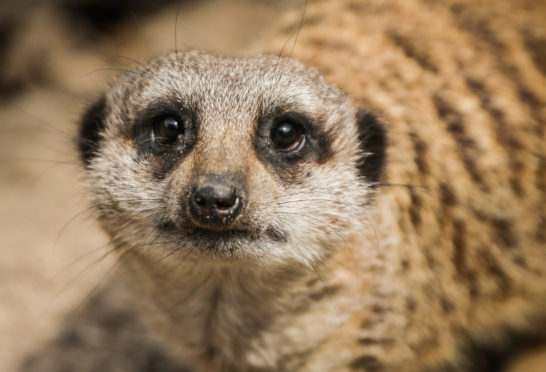 A meerkat at Camperdown.