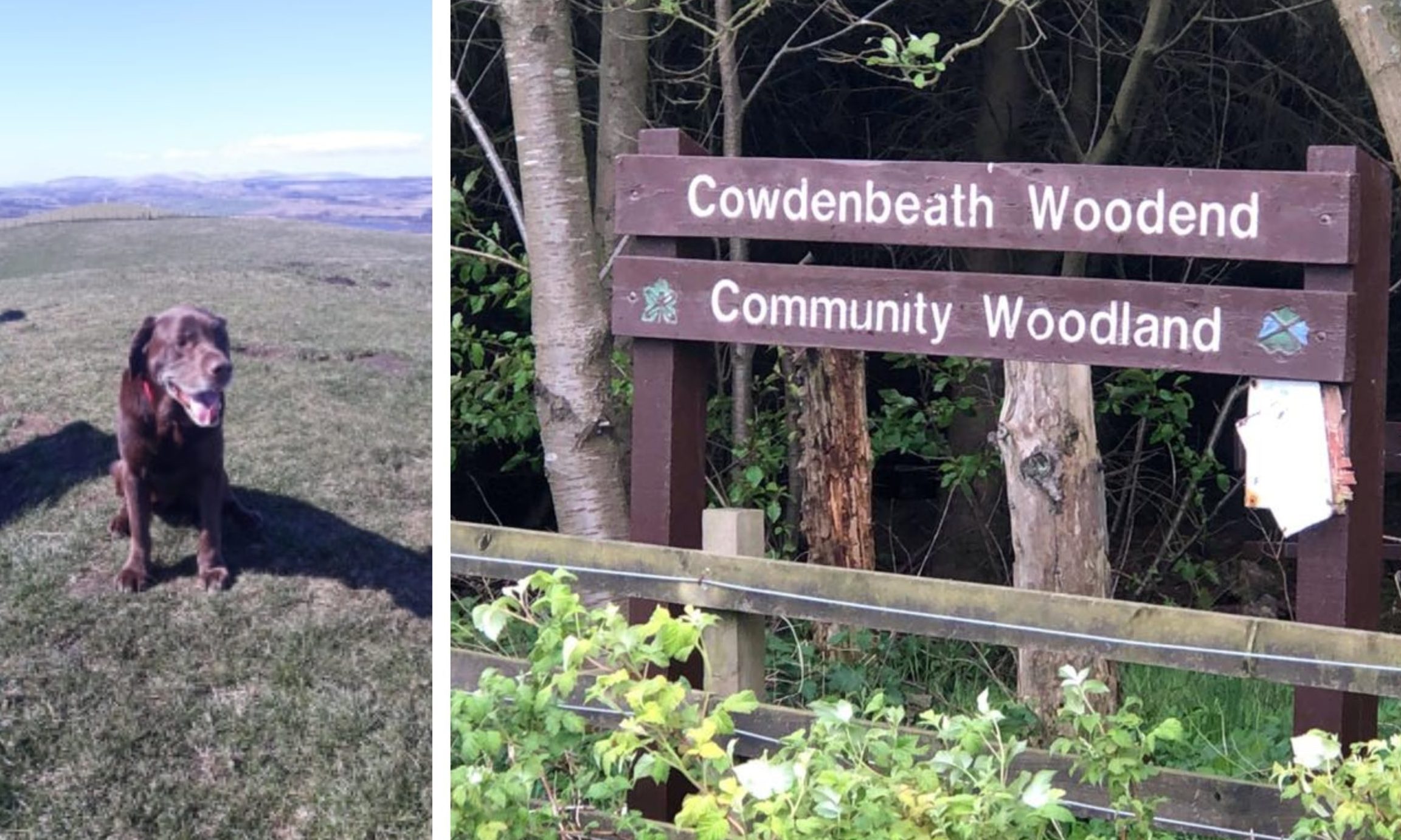 Ollie became unwell after the visit to Cowdenbeath Woodend Community Woodland.