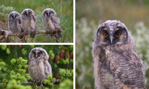 The Angus owlets.