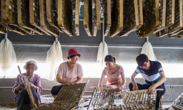 Mandatory Credit: Photo by Shutterstock (10674103e)
Local farmers are busy at collecting and organizing silkworm cocoons at a workshop at Chemen village, which is famous for silkworm raising, Sihong county, Suqian city, east China
Cocoon harvest, Jiangsu, China - 08 Jun 2020