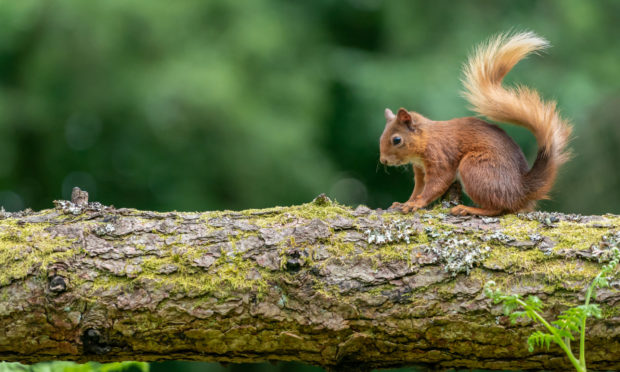 A red squirrel in Perthshire