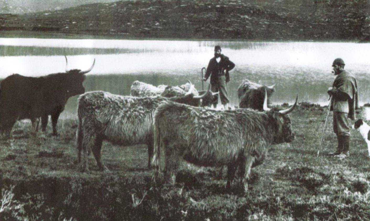 Highland drovers in the early 20th century.